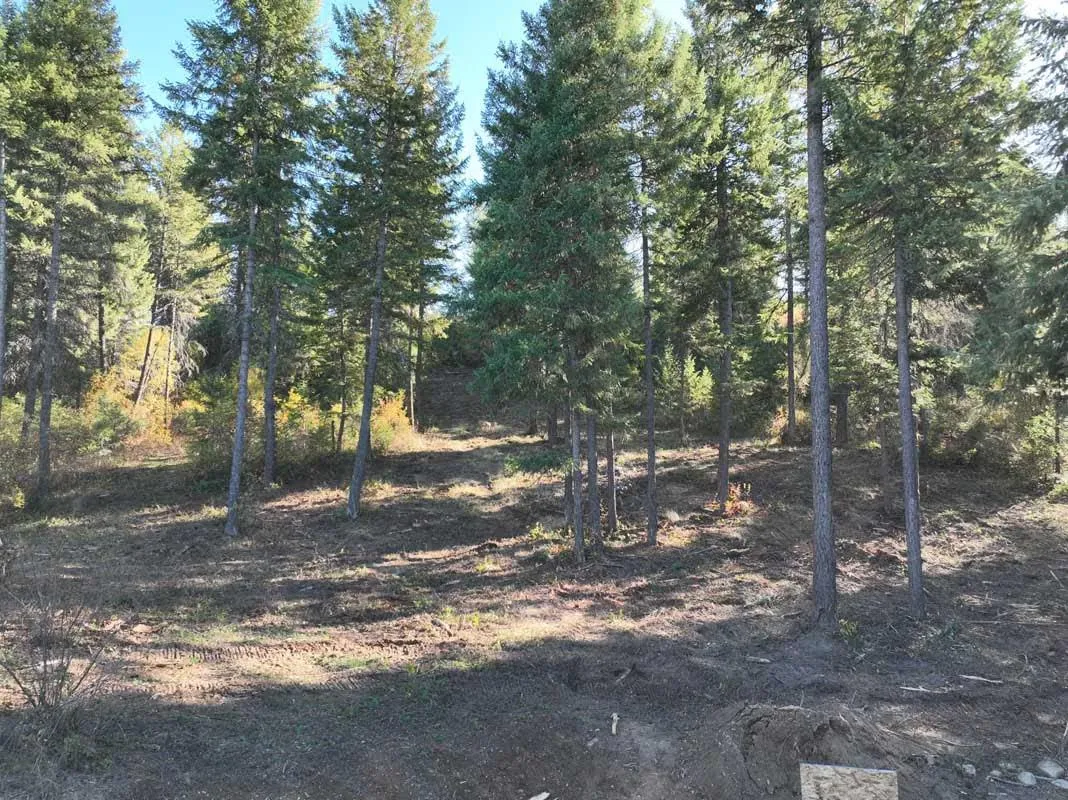 Stand of pine trees with brush cleared from the ground between the trunks