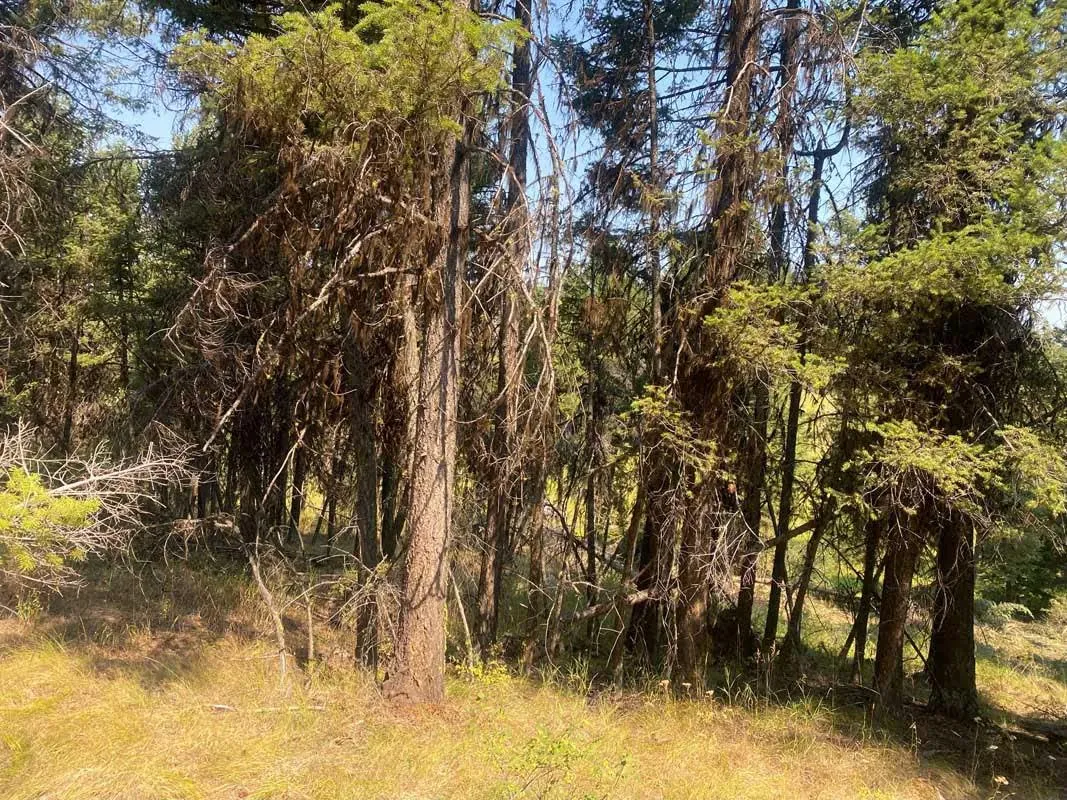 Overgrown woods with thick brush and dead branches before clearing