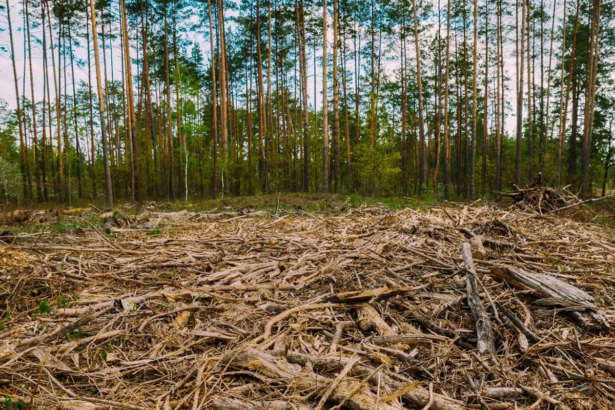 Forest floor covered in mulched brush and branches between tall pine trees after forestry mulching