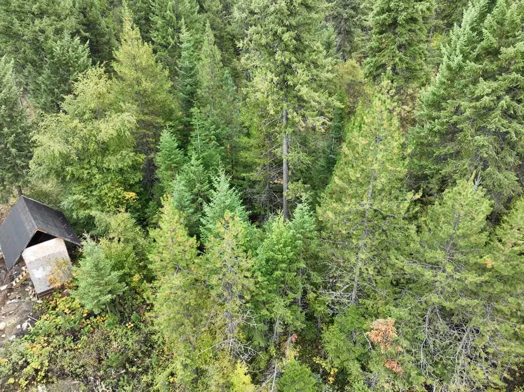 Aerial view of dense evergreen trees close to a building before fire mitigation