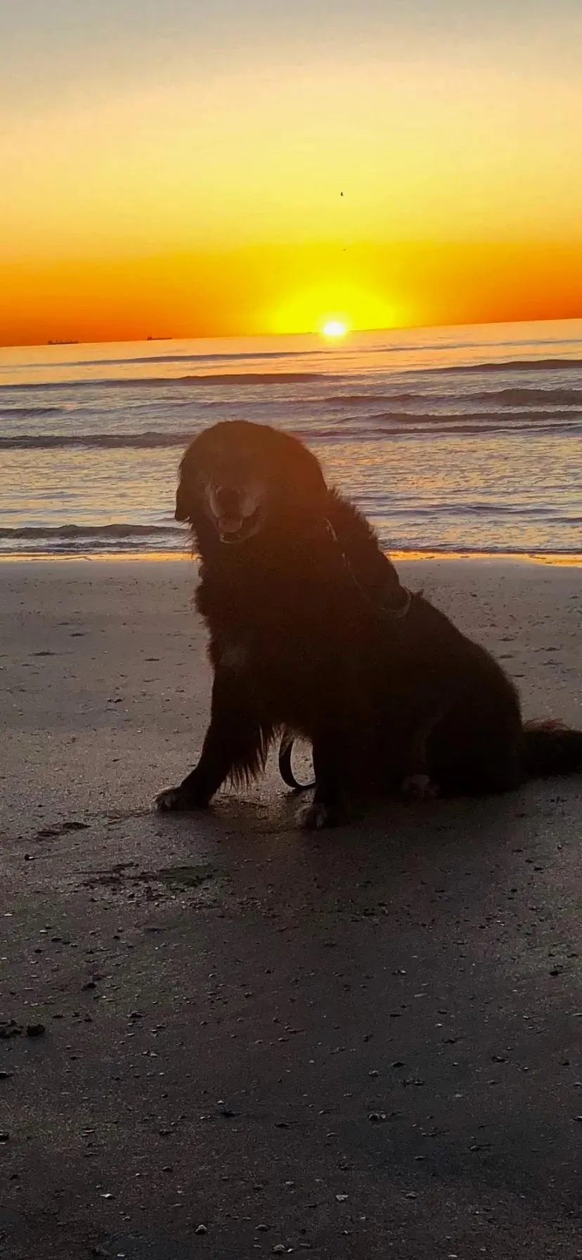 Maximus, a black dog, sitting on a beach in front of the ocean at sunset