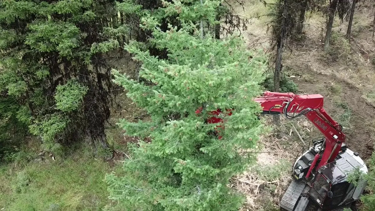 Aerial view of a red tracked excavator with a mulching head clearing brush beside a fir tree