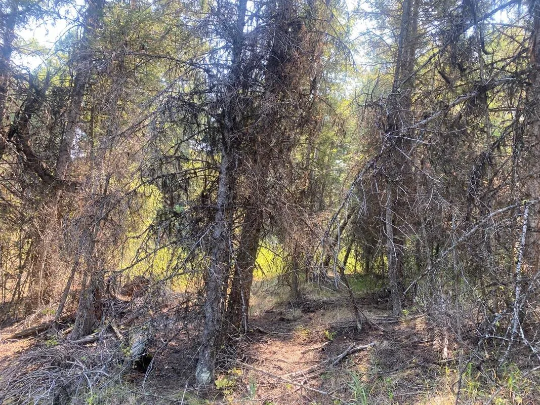 Dense stand of dead and overgrown trees that create a wildfire hazard before fuel reduction